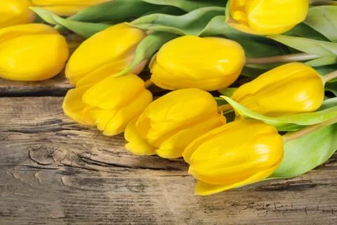 Yellow tulip flowers 스톡 사진