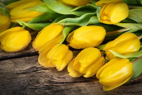 Yellow tulip flowers Stock Photos