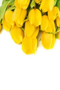 Yellow tulip flowers Foto stock
