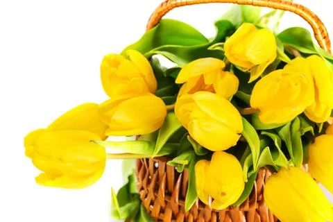 Yellow tulip flowers Stock Photos