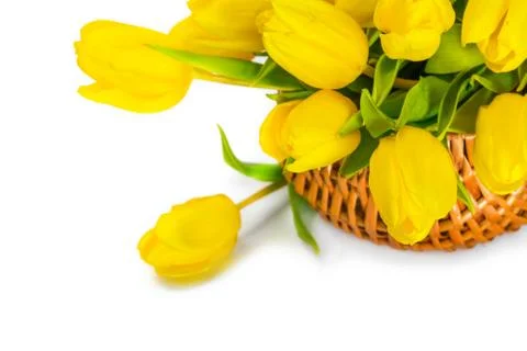 Yellow tulip flowers Photos