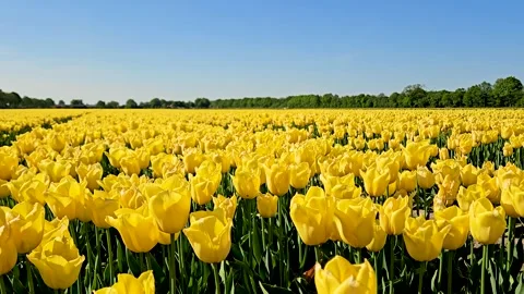 Yellow tulip flowers in rows in a field Stock Footage 314449372