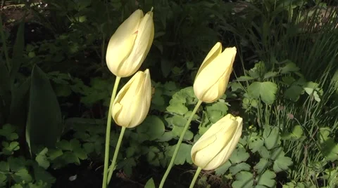 Yellow tulip. Stock Footage 5298237