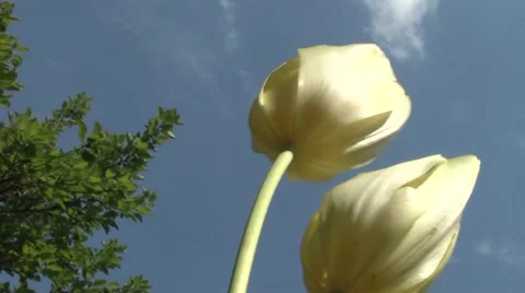 Yellow tulip. Stock Footage 5298249
