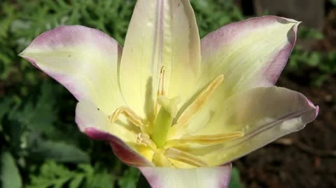 Yellow tulip Stock Footage 11498386