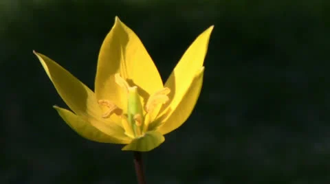 Yellow tulip Stock Footage 24696411