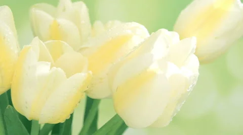 Yellow tulip Video stock 49272847