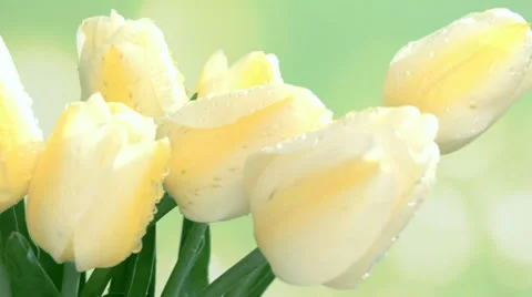Yellow tulip Stock Footage 49272866
