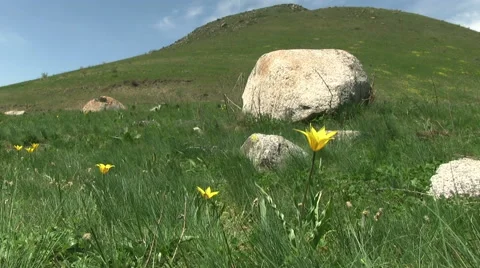 Yellow Tulip Stock Footage 57641125