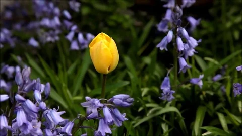 Yellow tulip Stock Footage 77097484