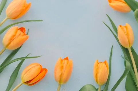 Yellow tulip frame with space for text on blue background. Spring concept. Flat Stock Photos