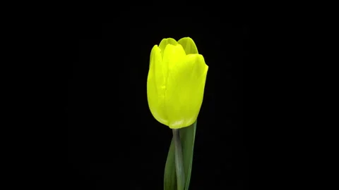 Yellow tulip in full bloom on solid black background. Bright petals contrast Video stock 332467053