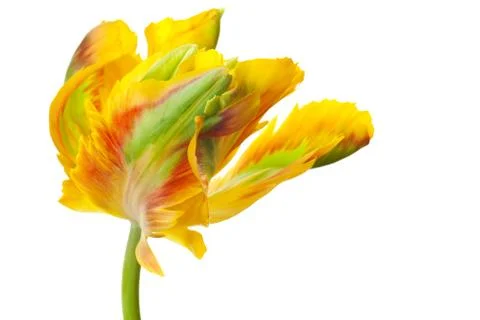 Yellow tulip isolated Stock Photos