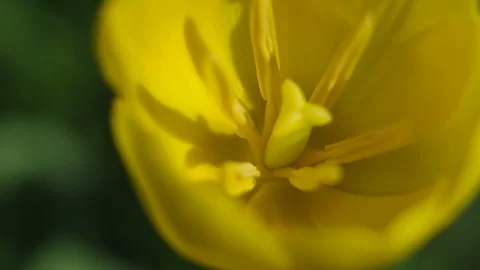 Yellow tulip with the light middle (macro) Stock Footage 89994998