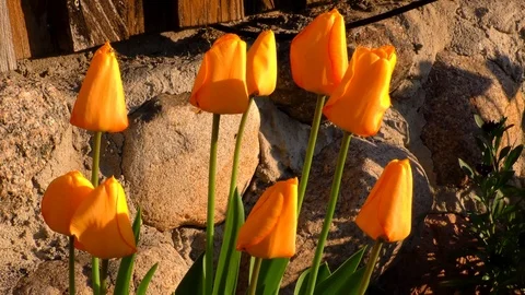 Yellow Tulip Opening Time Lapse Stock Footage 116710255