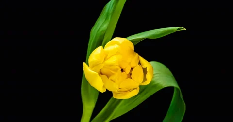 Yellow tulip opening time lapse on black background, alpha channel. Stock Footage 129999228