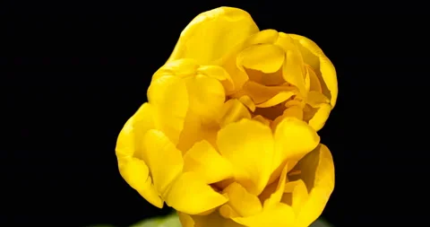 Yellow tulip opening time lapse on black background, alpha channel. macro Stock Footage 135356977