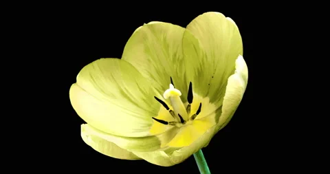Yellow tulip opening time lapse on black background, alpha channel. macro Stock Footage 139779676