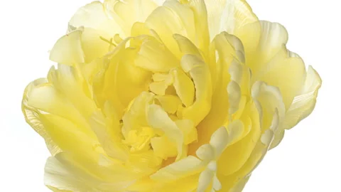 Yellow tulip opening time lapse on white background Stock Footage 155334235