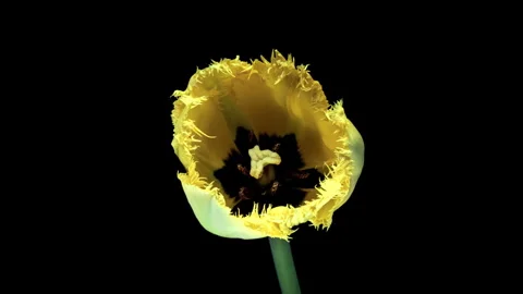 Yellow tulip opening time lapse on black background, Stock Footage 276287462