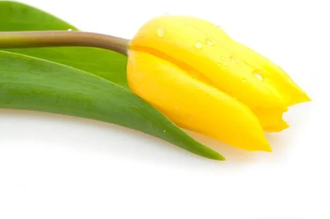 Yellow tulip Stock Photos