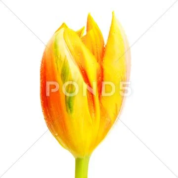 Yellow tulip Stock Photos