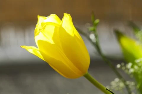 Yellow tulip Stock Photos