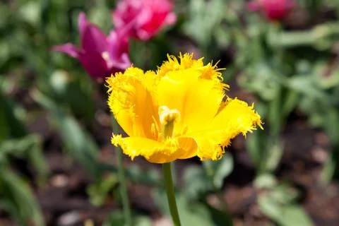 Yellow tulip Stock Photos