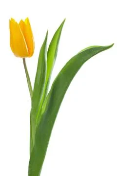 Yellow tulip Stock Photos