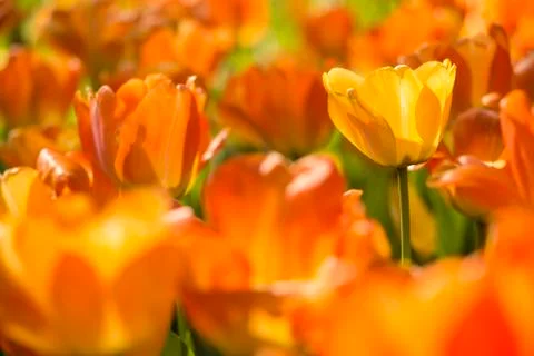Yellow tulip Stock Photos
