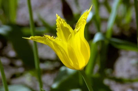 Yellow tulip Stock Photos