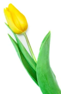 Yellow tulip Stock Photos