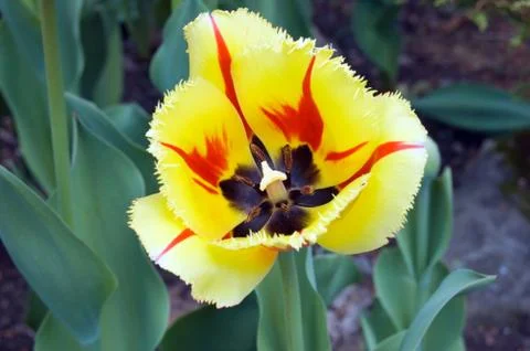 Yellow tulip Stock Photos