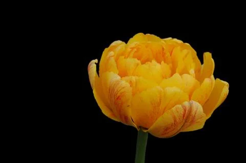 The yellow tulip Stock Photos