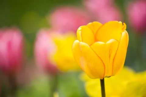 Yellow tulip Stock Photos