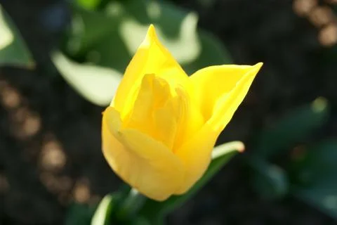 Yellow tulip Stock-Fotos