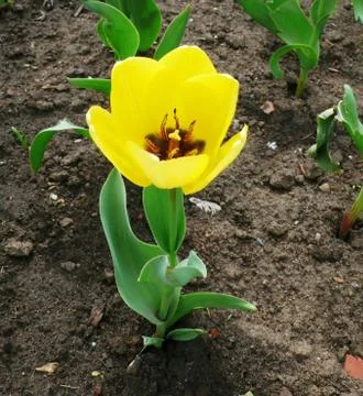 Yellow tulip Stock Photos
