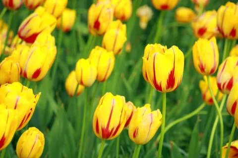Yellow tulip Stock Photos