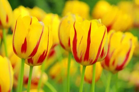 Yellow tulip Stock Photos