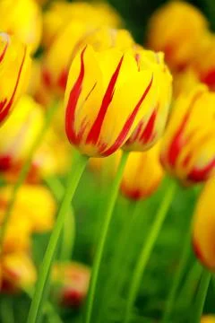 Yellow tulip Stock Photos