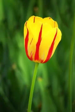 Yellow tulip Foto stock