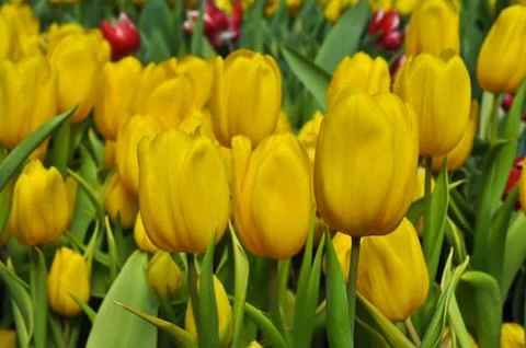 Yellow tulip Stock Photos