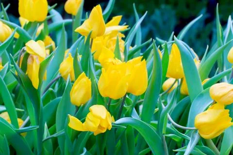 Yellow tulip Stock Photos