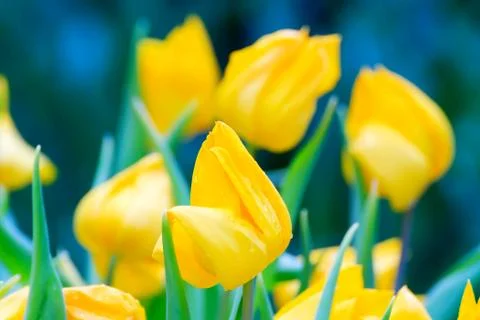 Yellow tulip Stock Photos