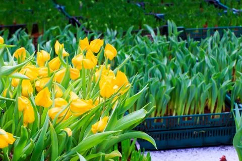 Yellow tulip Stock Photos