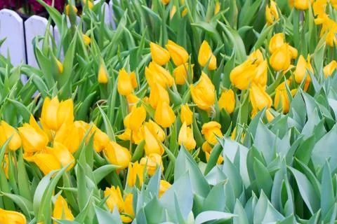 Yellow tulip Stock Photos