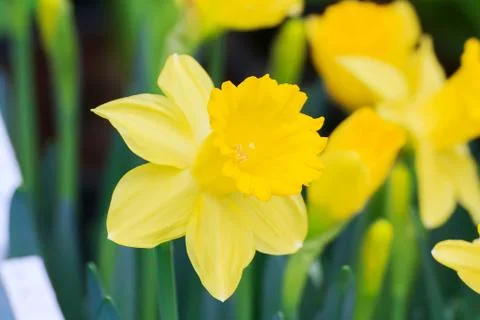 Yellow tulip Stock Photos