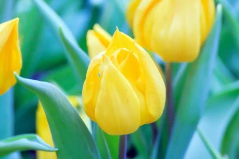Yellow tulip Foto stock