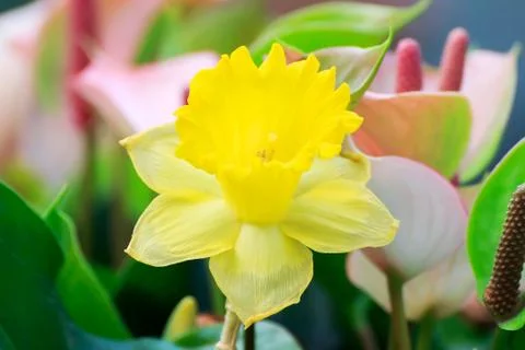 Yellow tulip Stock Photos
