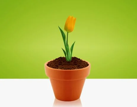 Yellow Tulip Stock Photos